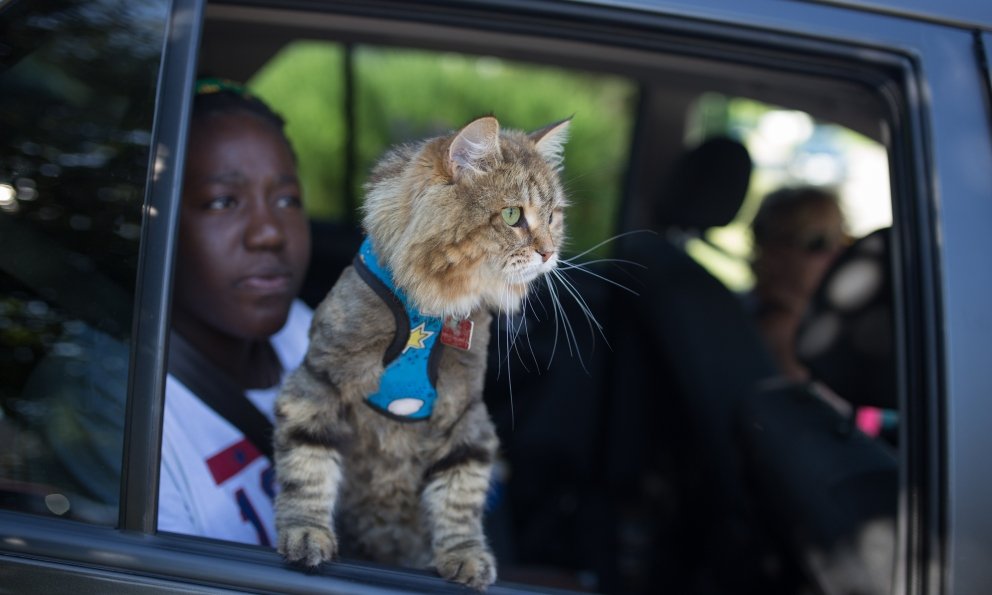Foto de un gato de raza ragamuffin asomado por la ventana de un coche, considerado un peligro en carretera porque podría escapar.