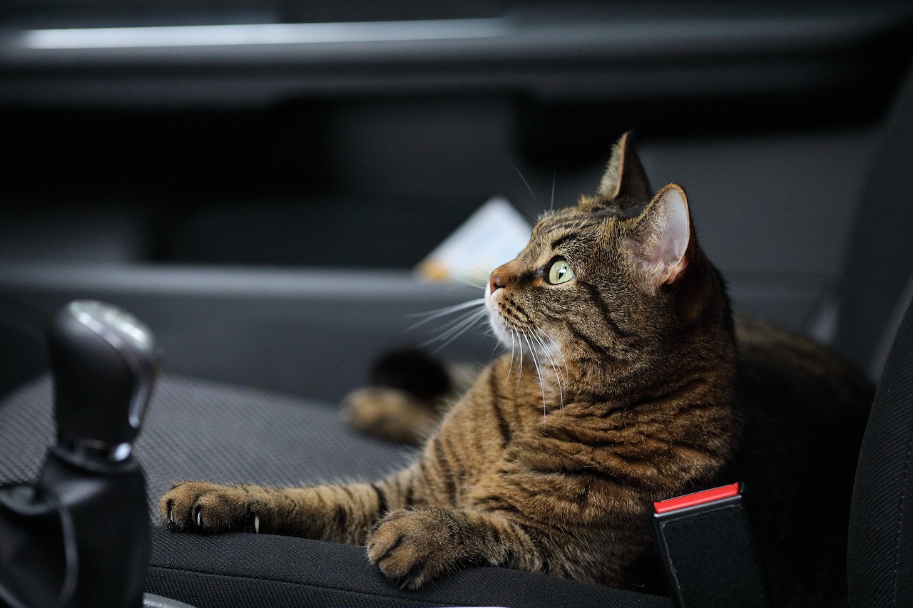 Foto de cerca de un gato atigrado viajando en el asiento de copiloto de un coche, todo en el blog de Mycaready.