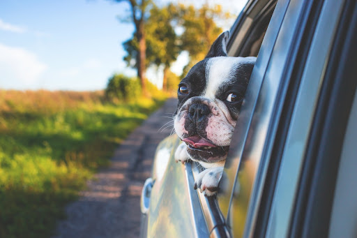 Foto de cerca de un perro de raza bulldog francés sacando la cabeza por la ventanilla del coche en una tarde de verano. | Mycaready