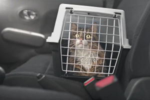 Foto de cerca de un gato en un transportín sujeto con el cinturón de seguridad en el asiento trasero de un coche, sistema de retención para transportarlo de forma segura, según la DGT.